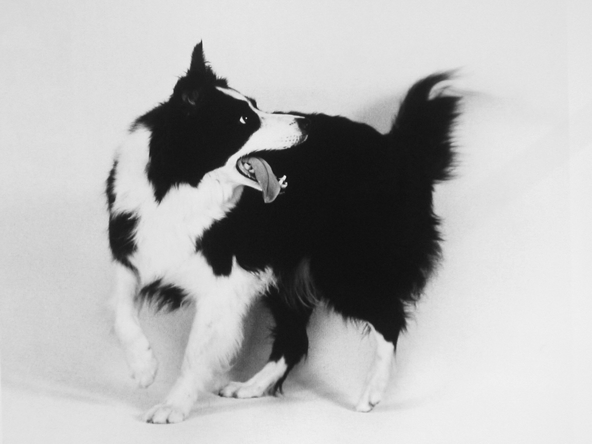 Бордер-колли, чёрно-белое фото