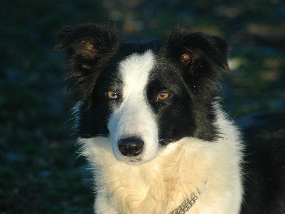 Бордер-колли на тёмном фоне