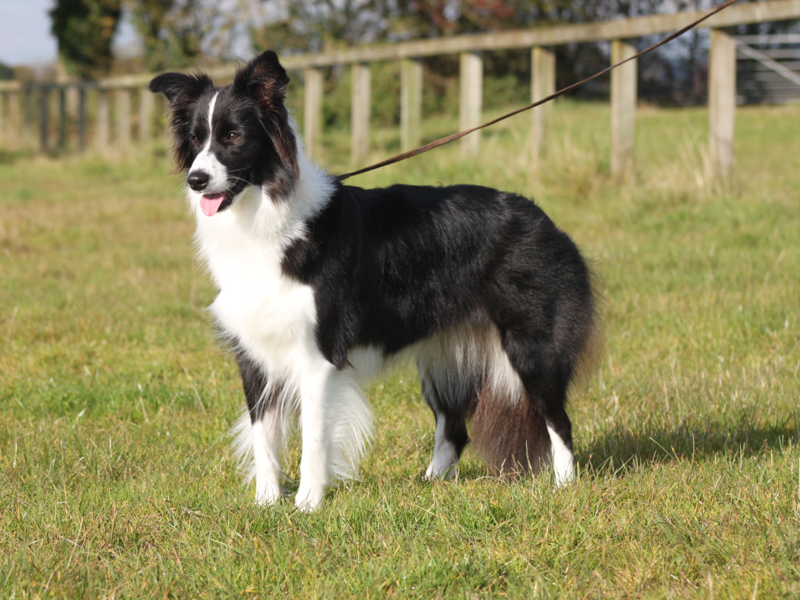 Бордер-колли на поводке