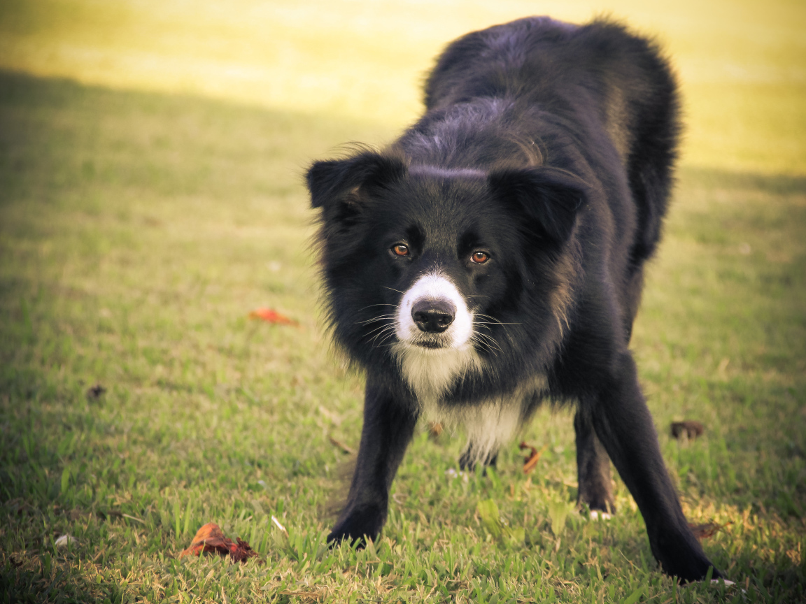 Бордер-колли что-то увидела