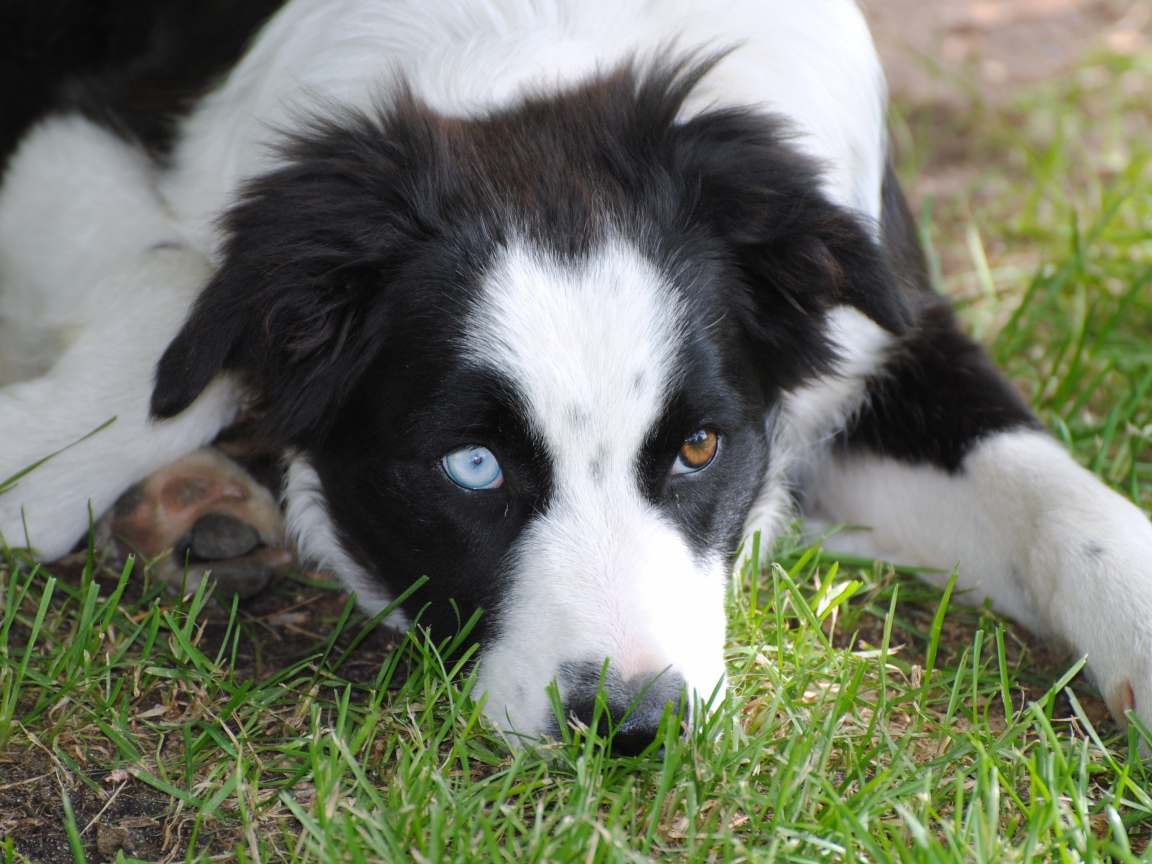 Бордер-колли с разными глазами лежит на траве