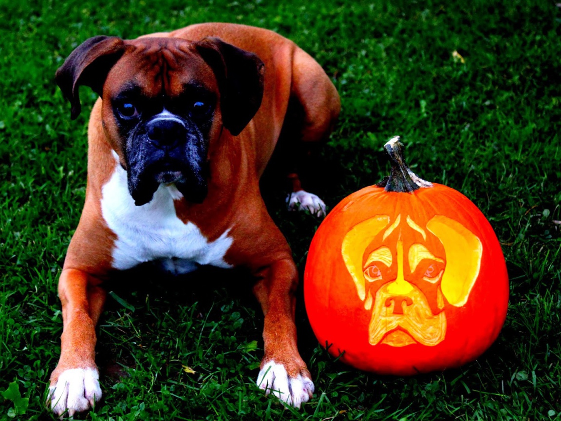 Боксёр и тыква