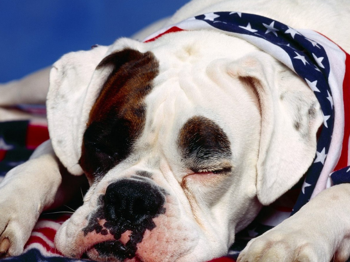 Боксёр патриот