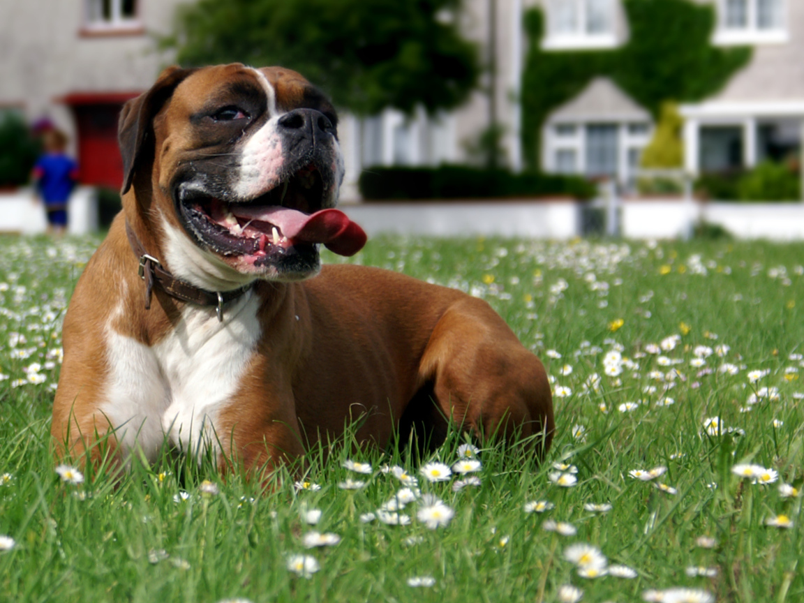 Боксёр отдыхает на траве