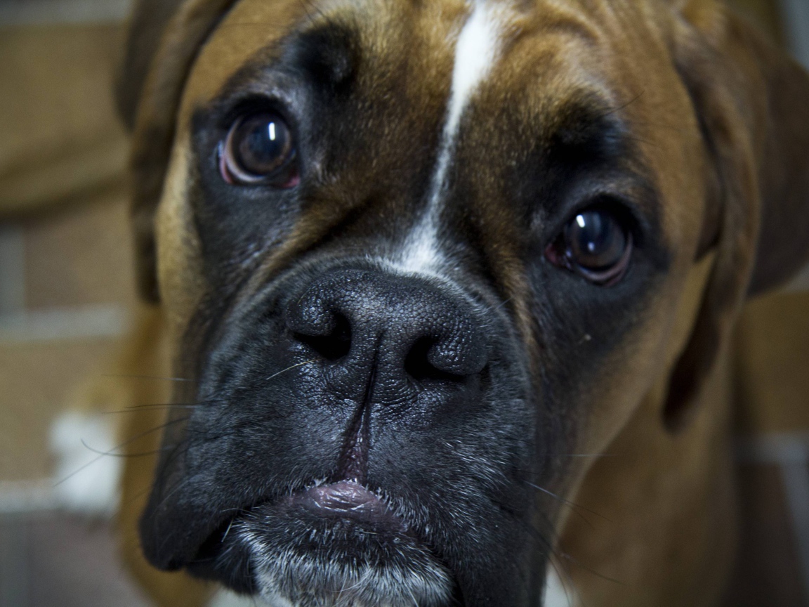 Боксёр с грустным взглядом крупным планом