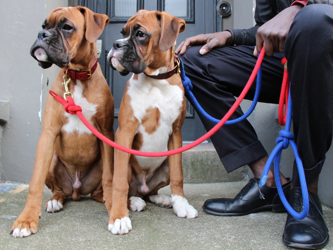 Братья боксёры и их хозяин