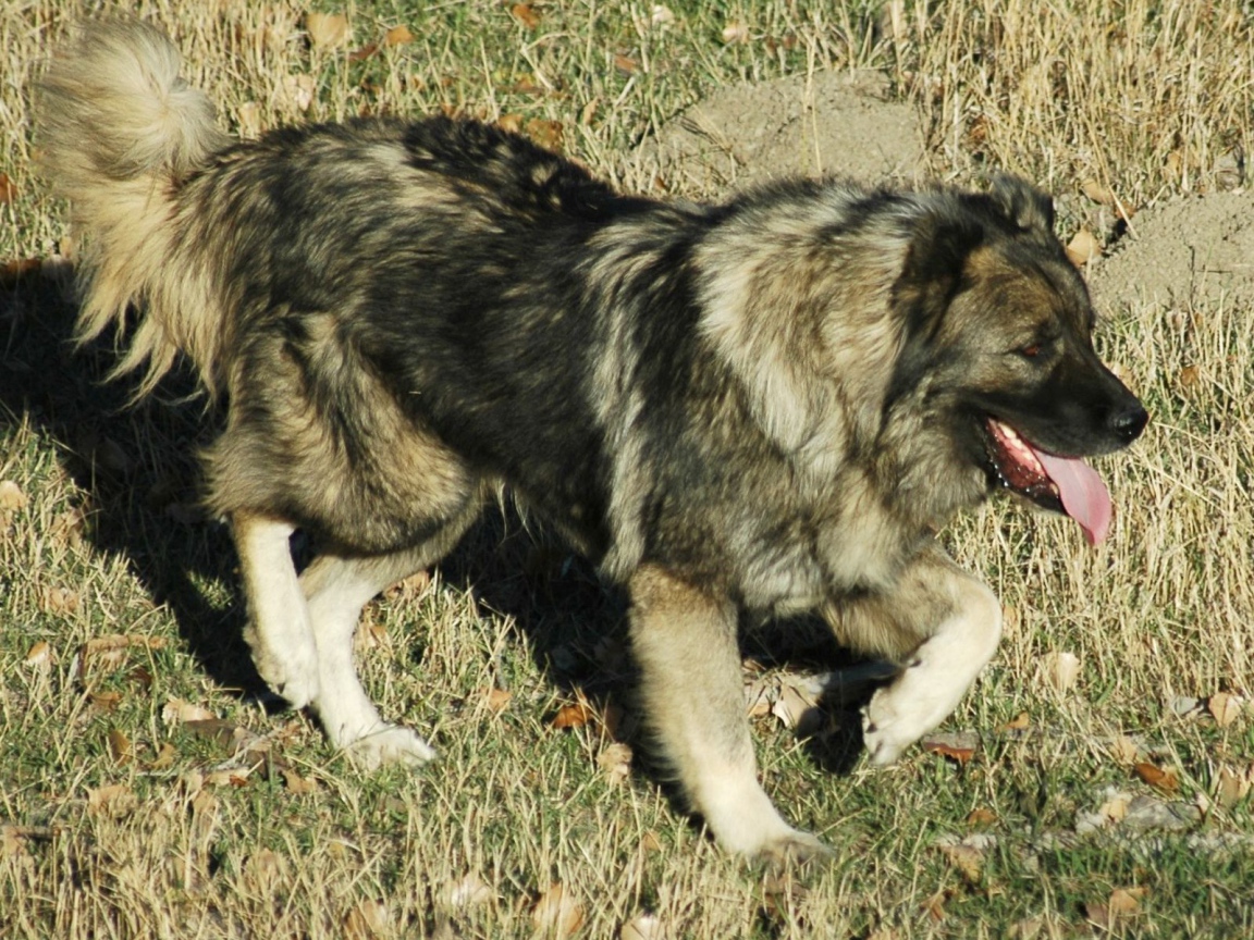 Кавказская овчарка на прогулке