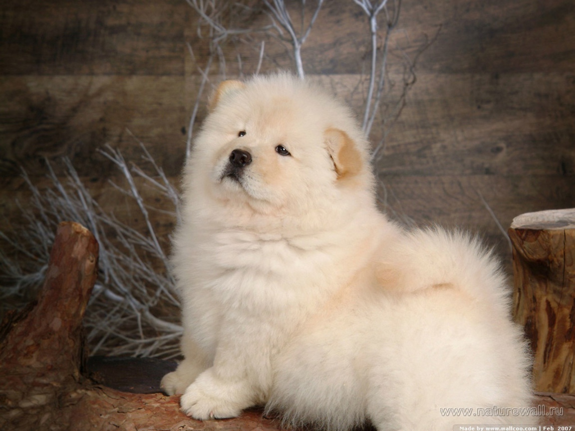 Чау-чау позирует для картины