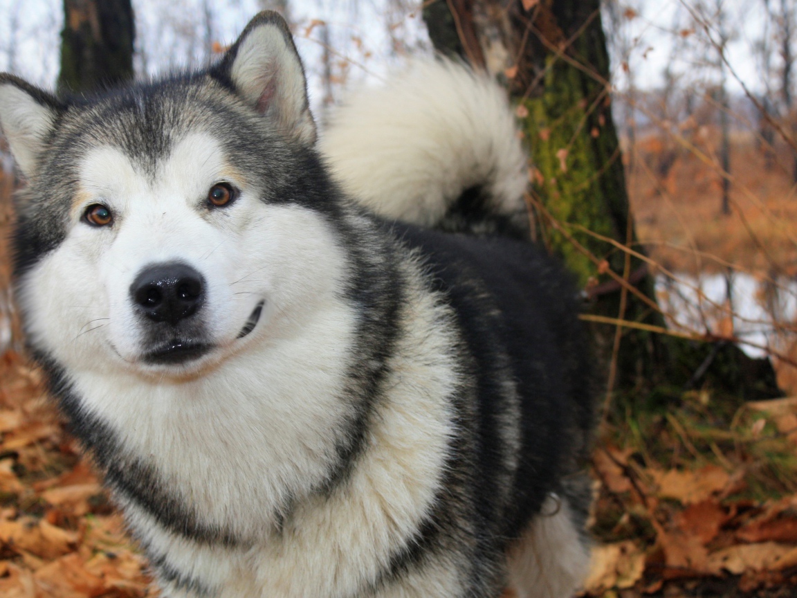 Милый аляскинский маламут