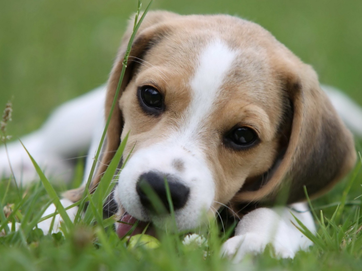 Милая собака породы бигль лежит на траве