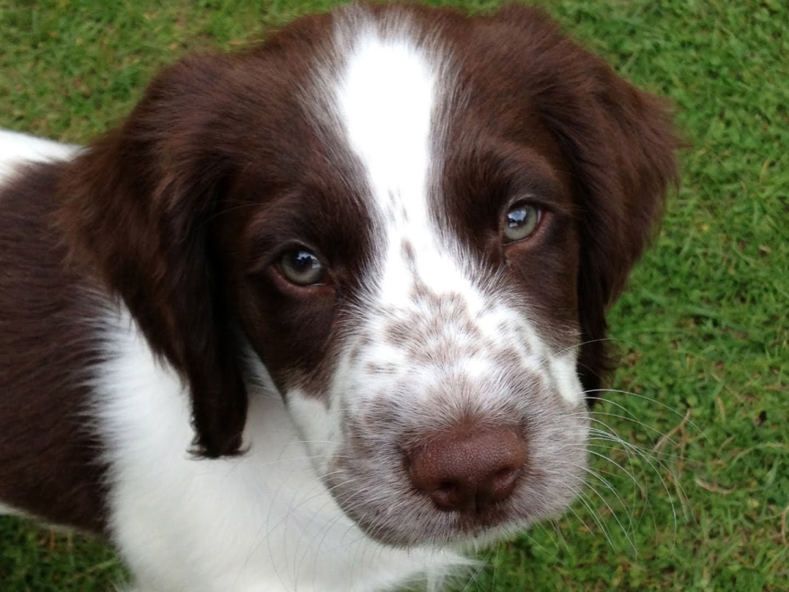 Милые глаза английского спрингер-спаниеля