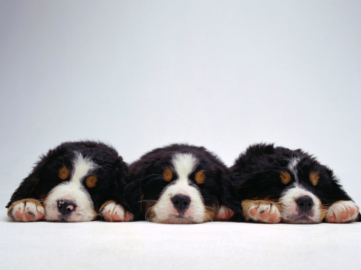 Милые щенки бернской пастушьей собаки на белом фоне
