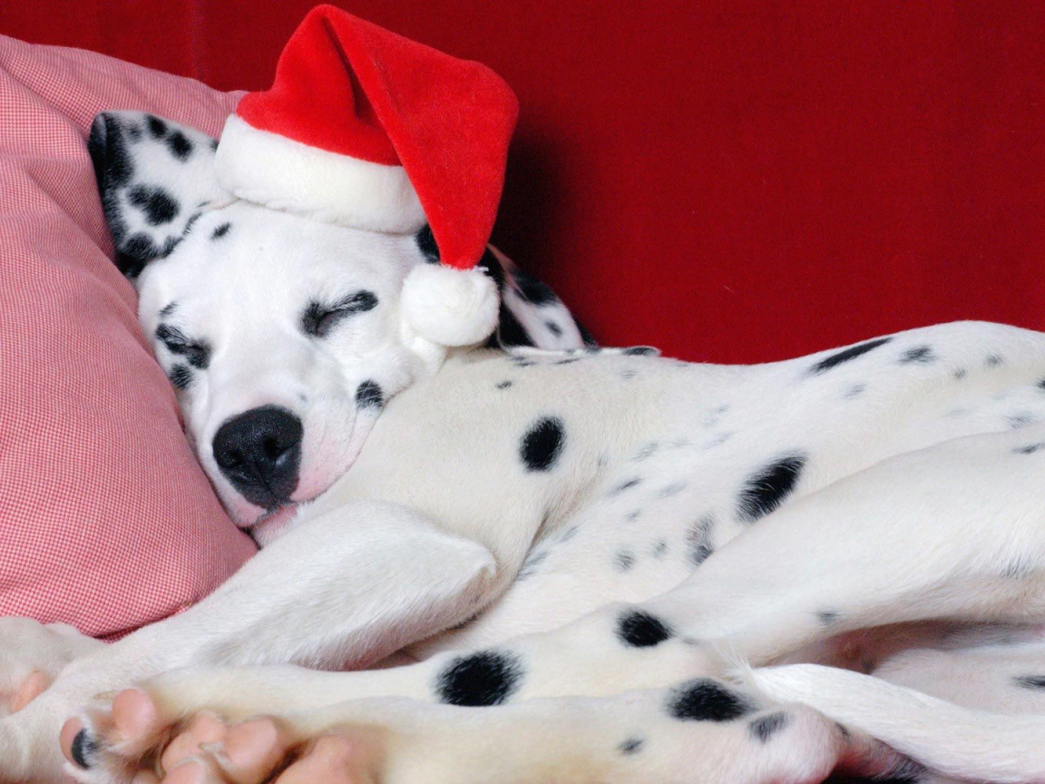 Далматин в Рождество