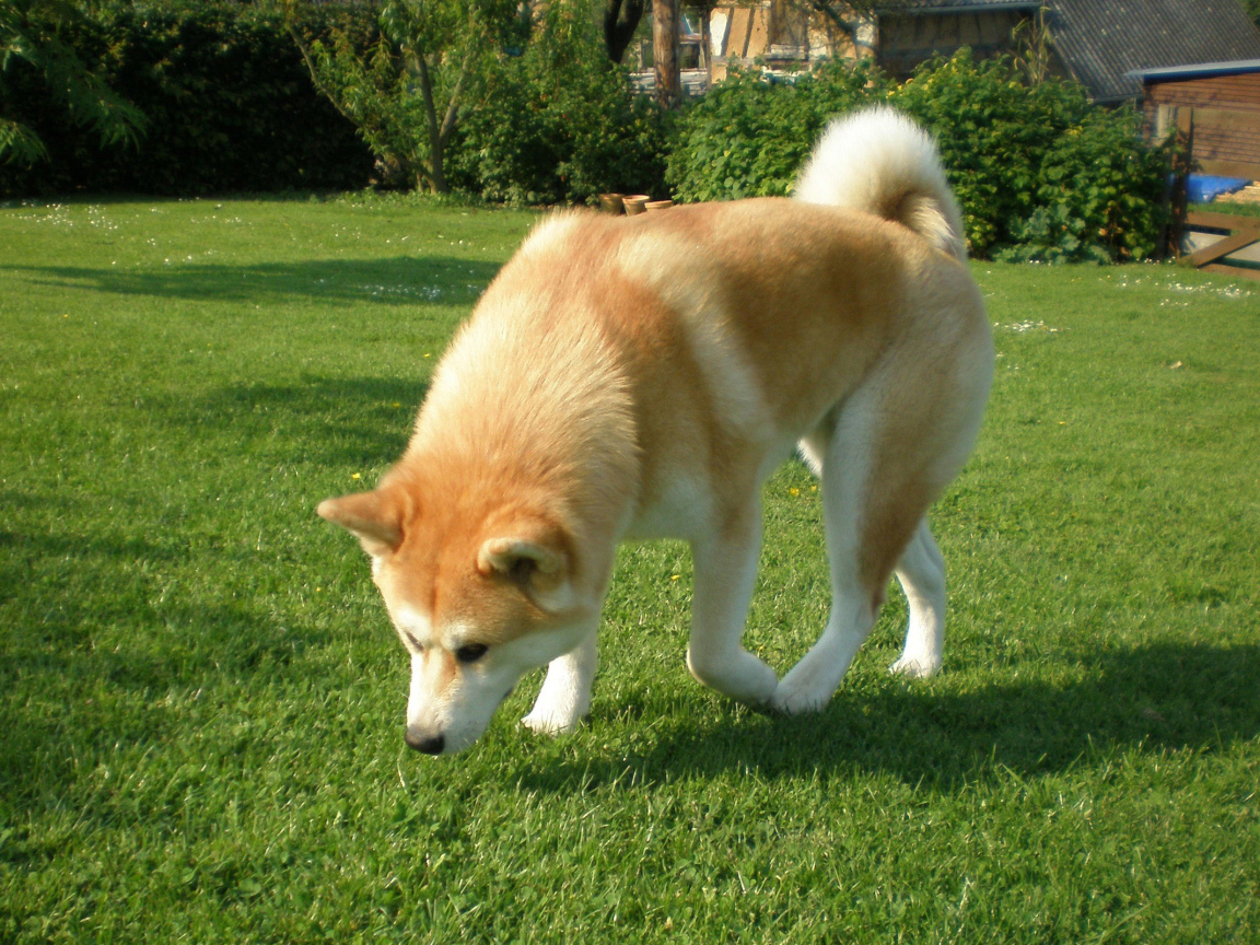 Собака акита-ину берёт след