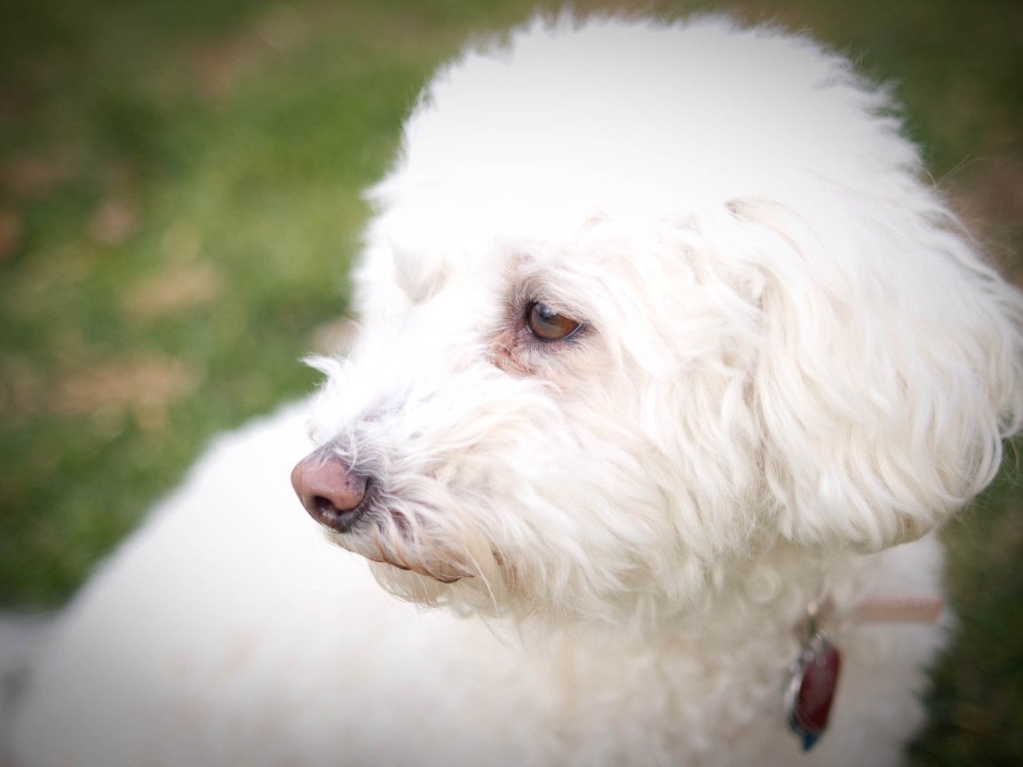 Собака породы бишон-фриз кого-то видела