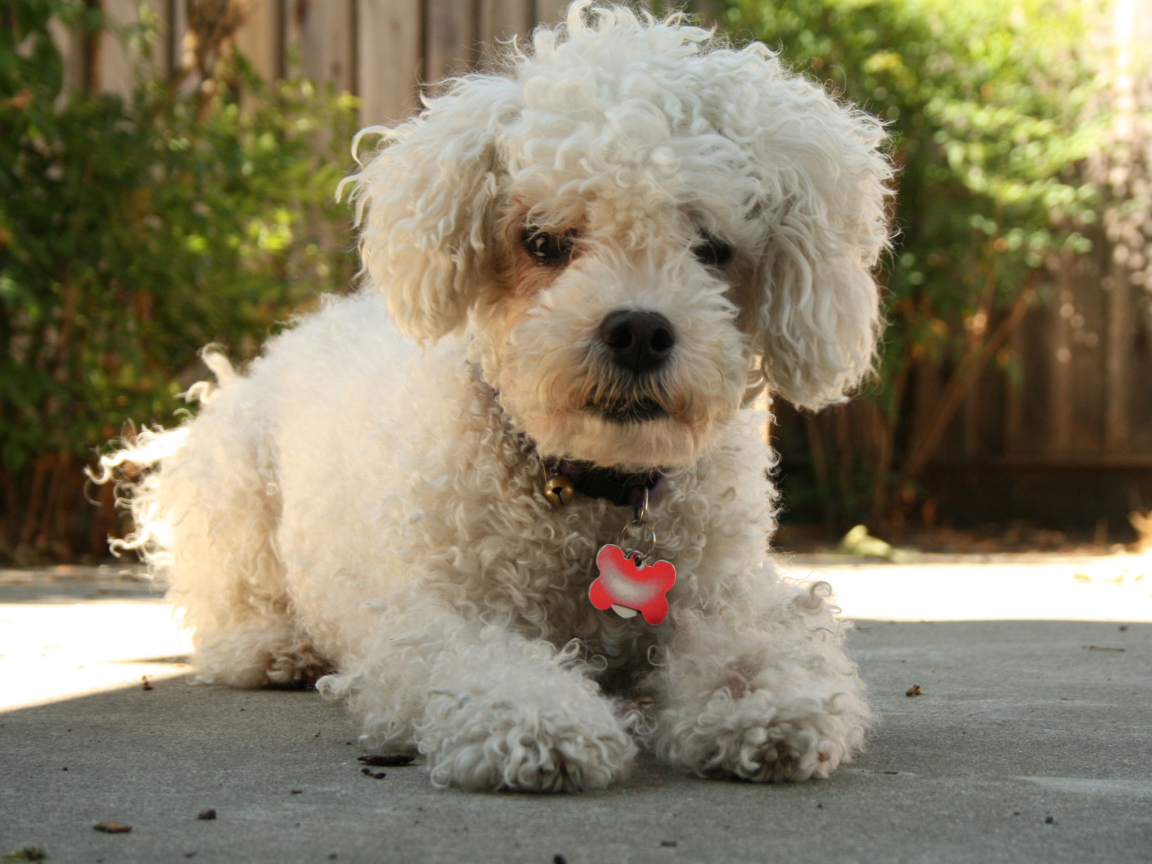 Собака породы бишон-фриз с кулоном