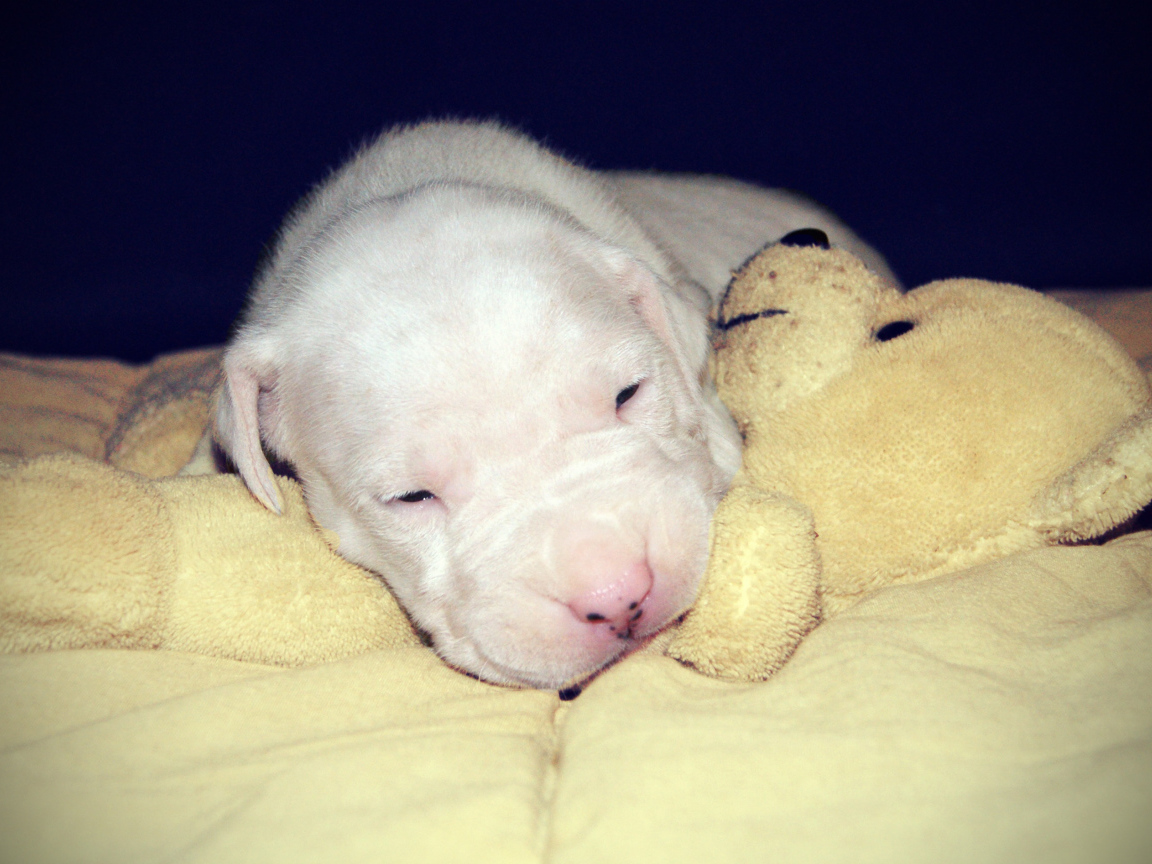 Щенок аргентинского дога