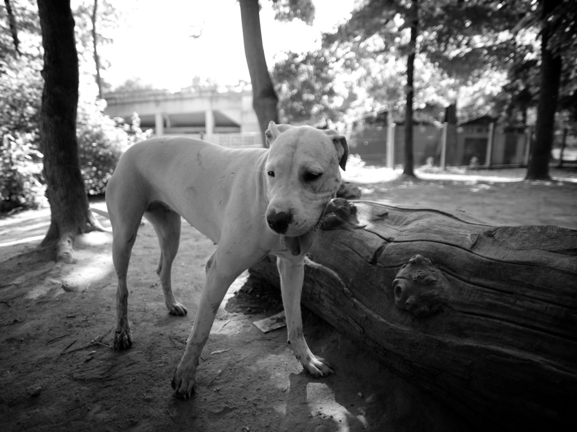 Красивый аргентинский дог, чёрно-белое фото