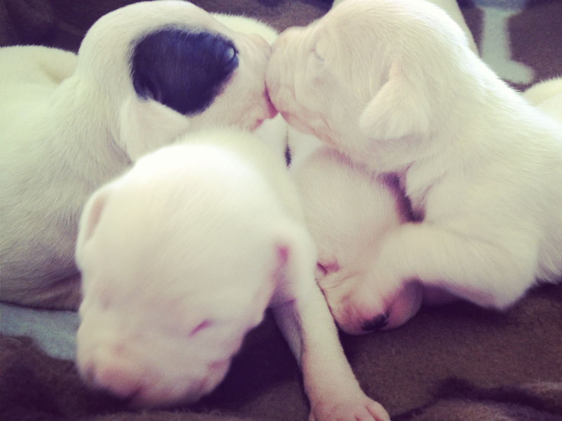 Щенки аргентинского дога