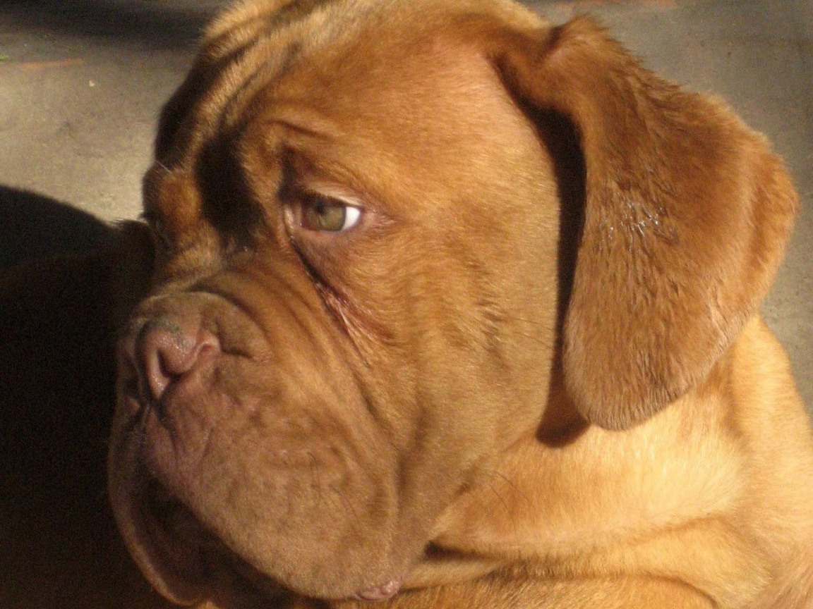 Бордоский дог скучает