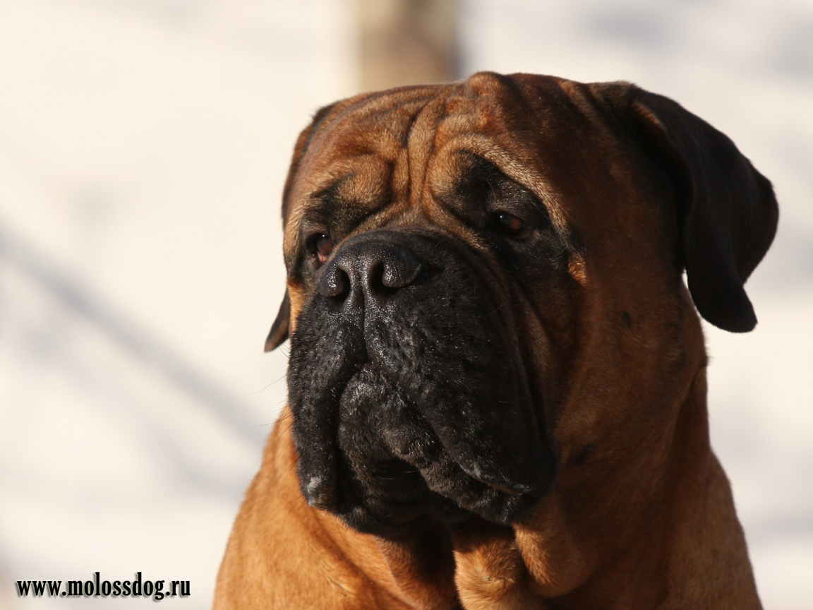 Бордоский дог ищет своего хозяина