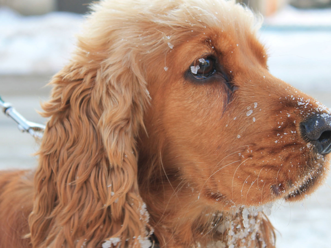 Английский кокер-спаниель в снегу