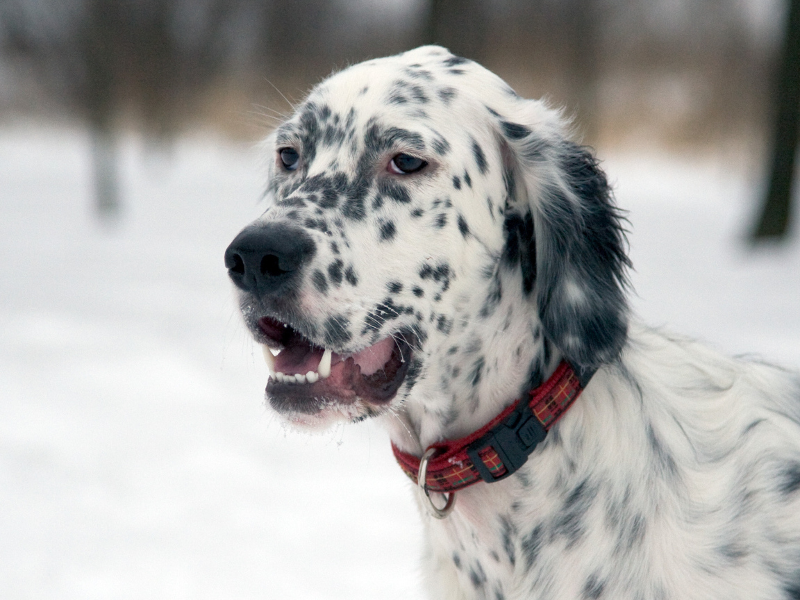 Английский сеттер на прогулке зимой