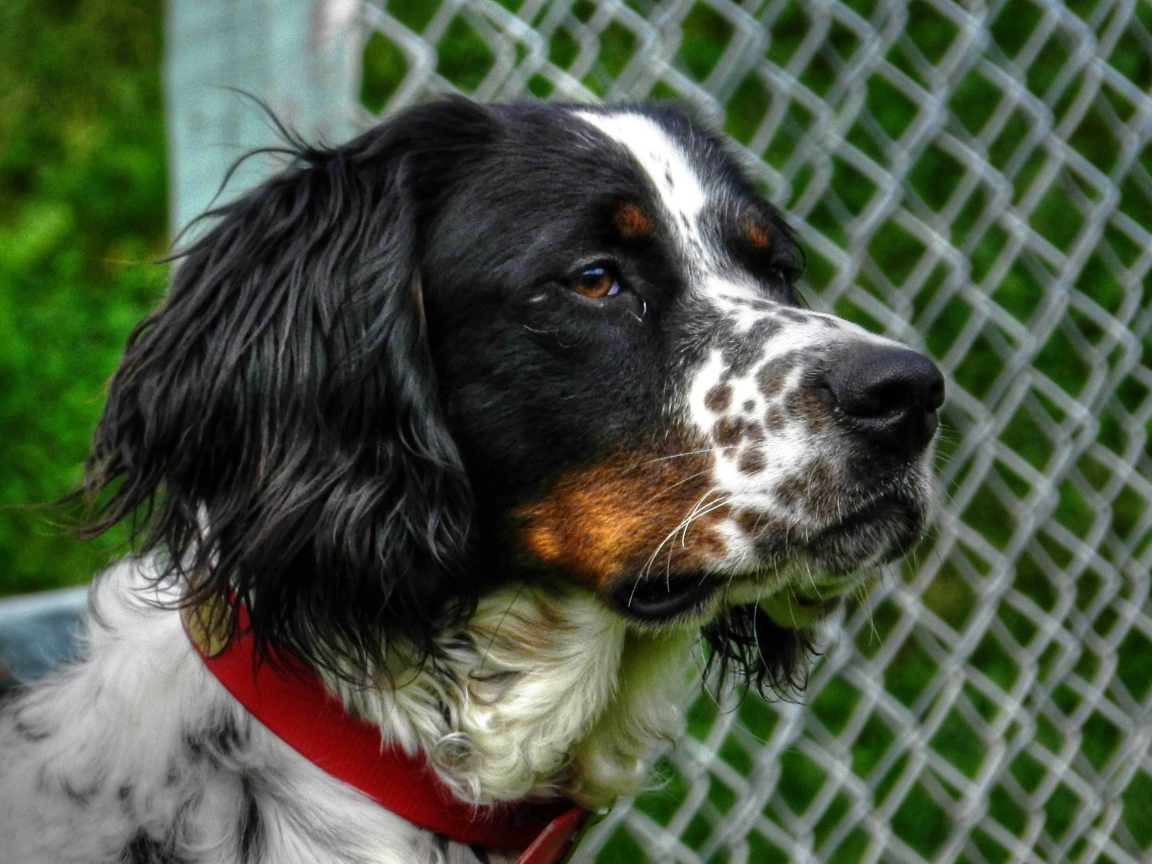 Английский сеттер кого-то увидел