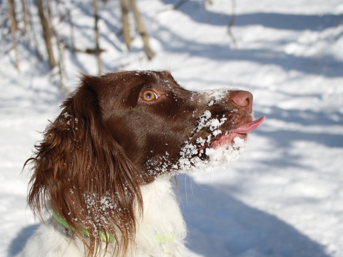 Английский спрингер-спаниель в снегу крупным планом