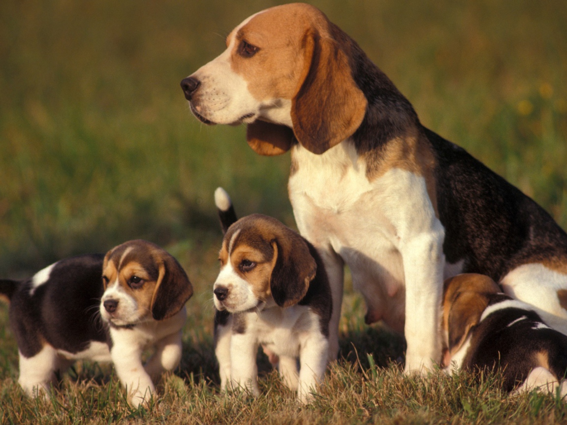 Family beagle dogs