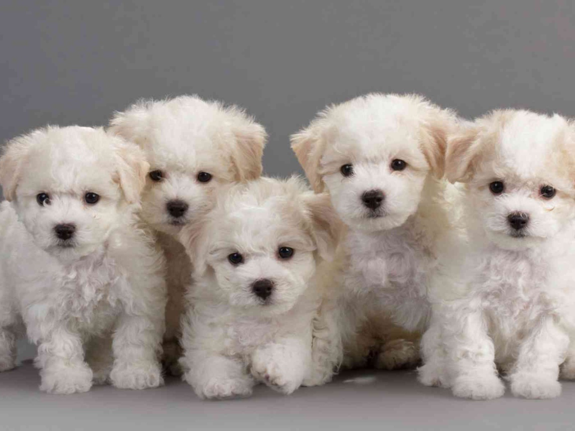 Семейство породы бишон-фриз на сером фоне