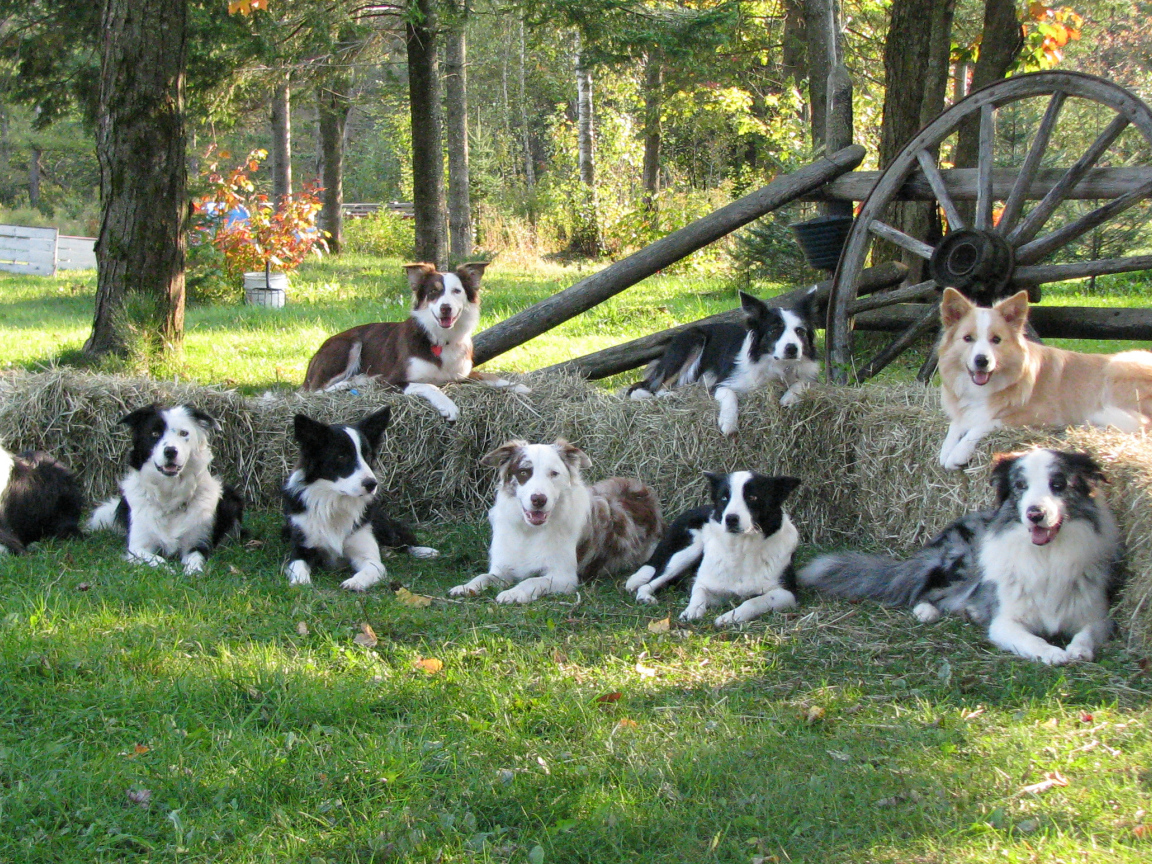 Семья собак бордер-колли