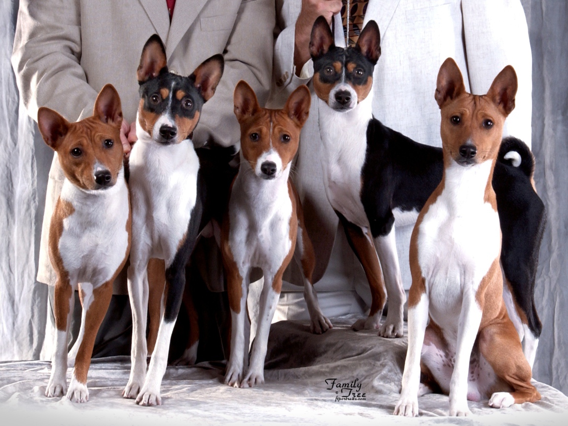 Семейная фотография собак породы басенджи