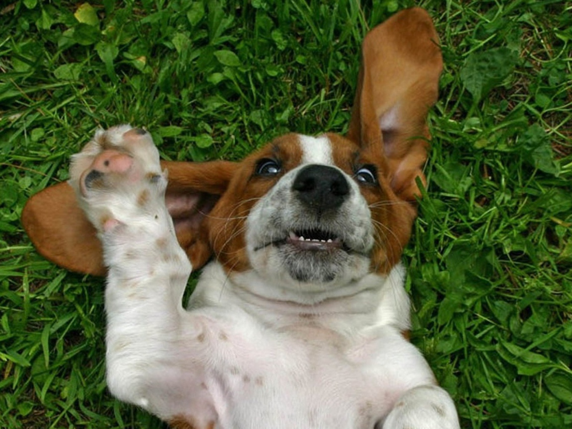 Смешной бассет-хаунд на траве