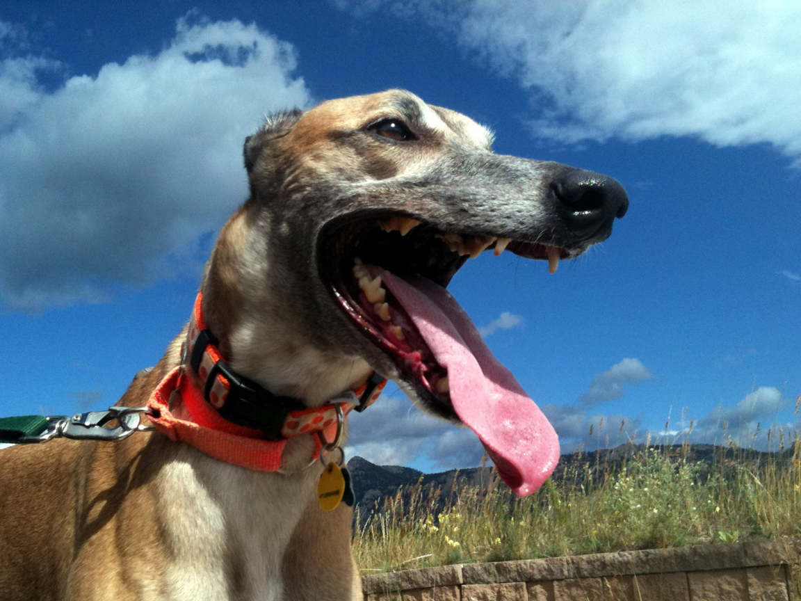 Грейхаунд в итальянских полях