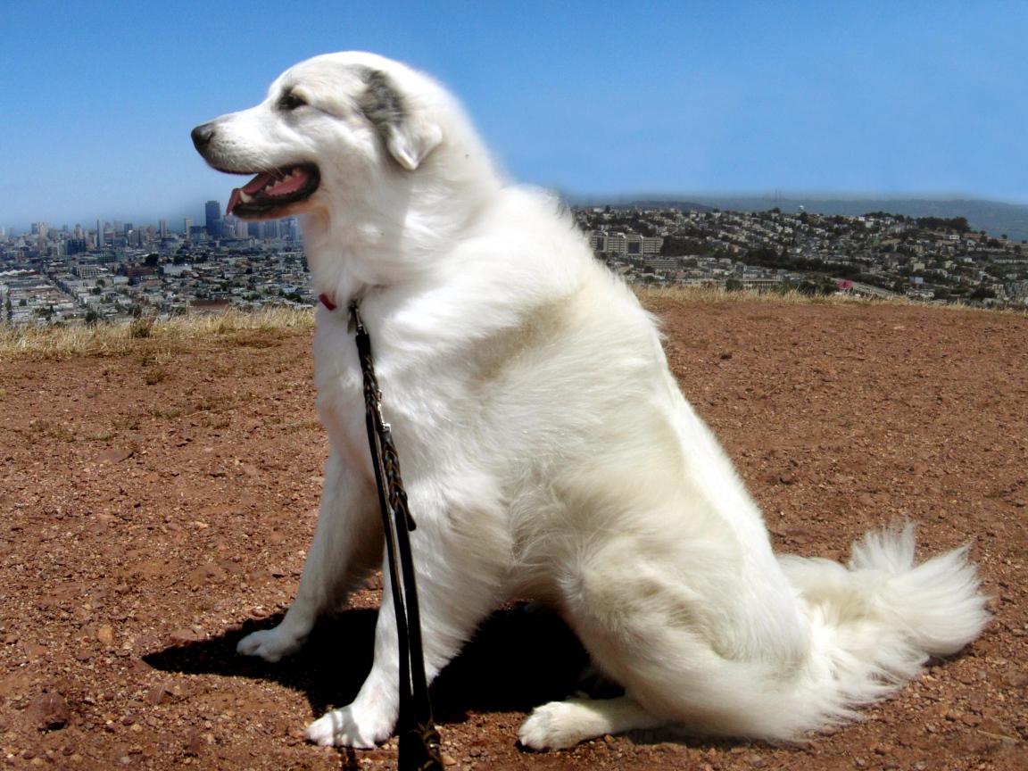 Большая пиренейская собака на фоне города