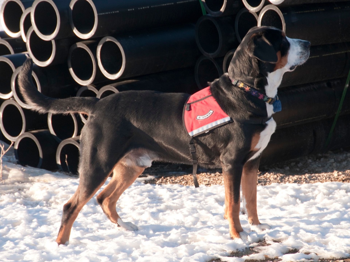 Большой швейцарский зенненхунд на снегу