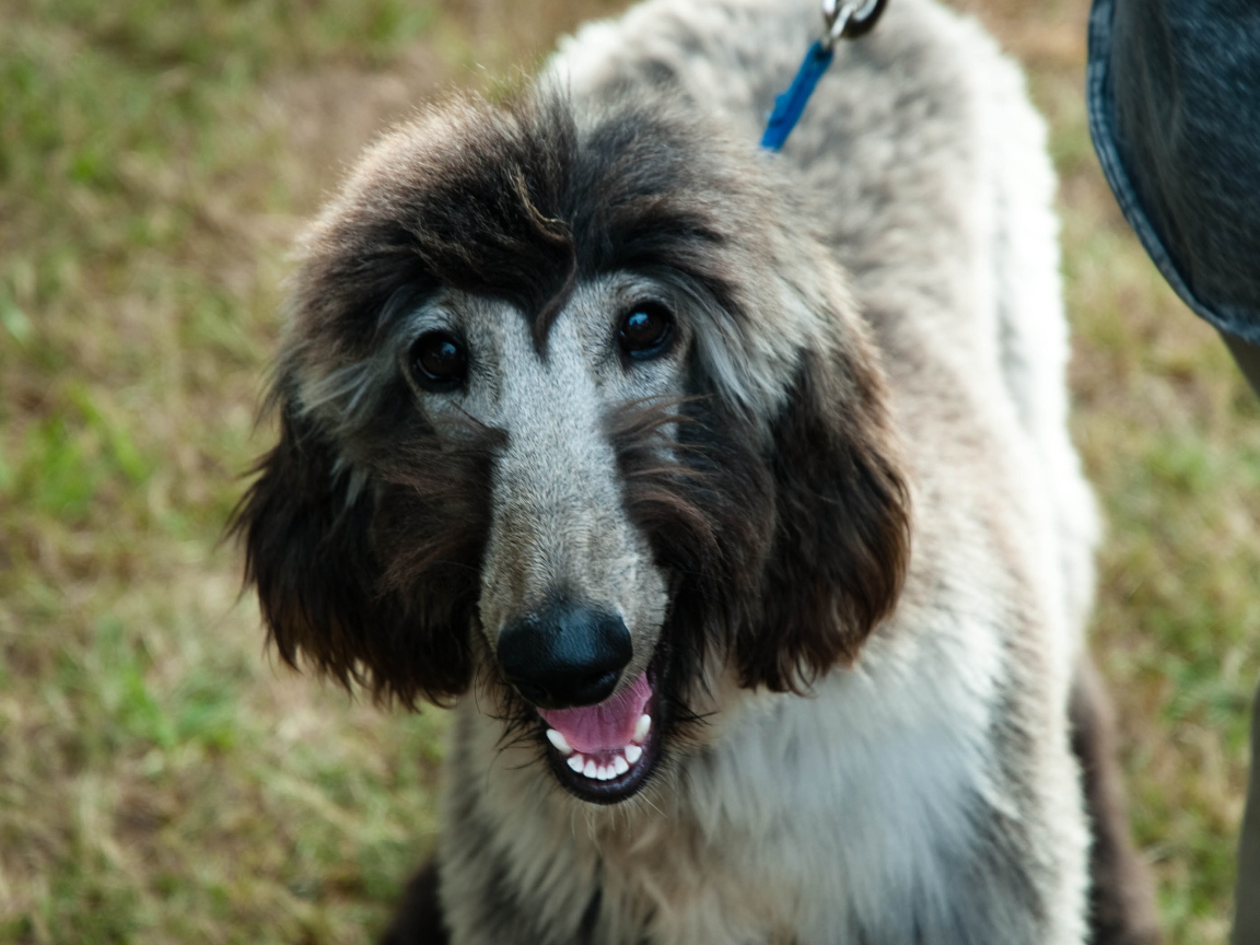 Серая афганская борзая