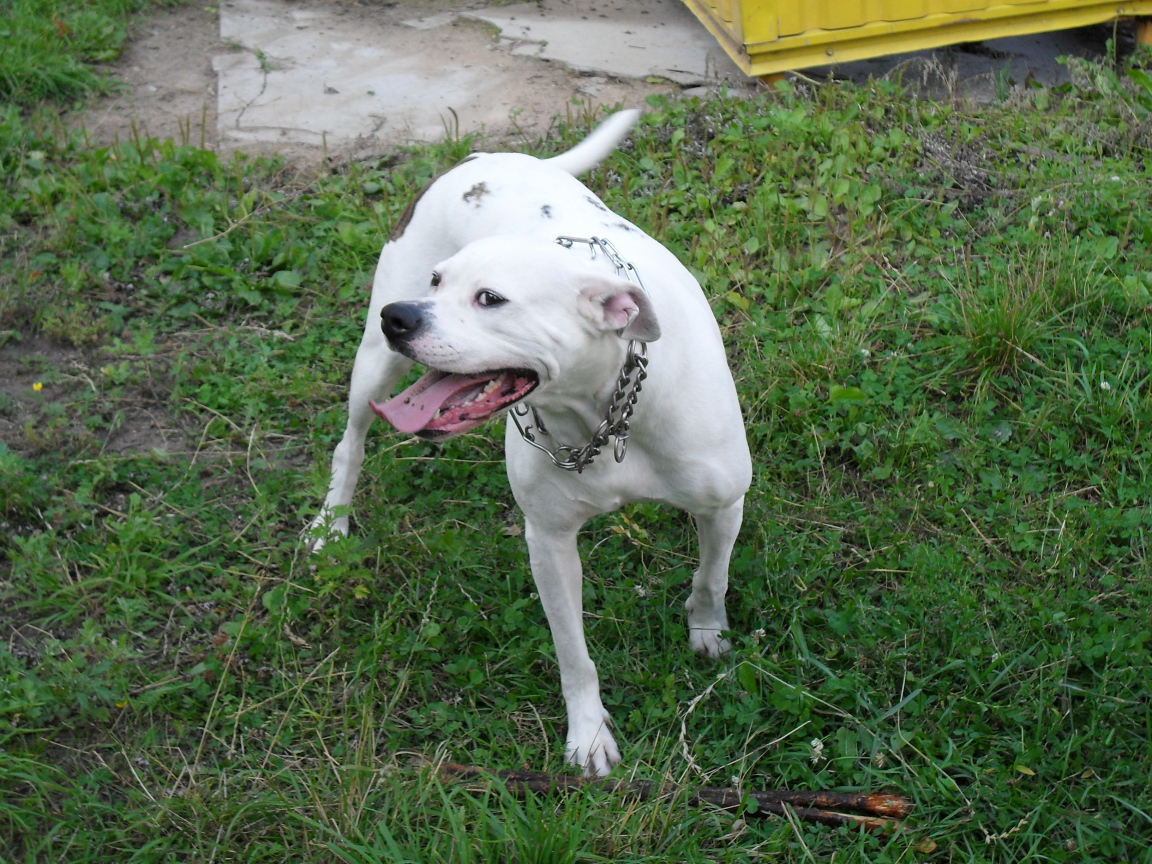 Счастливый американский бульдог