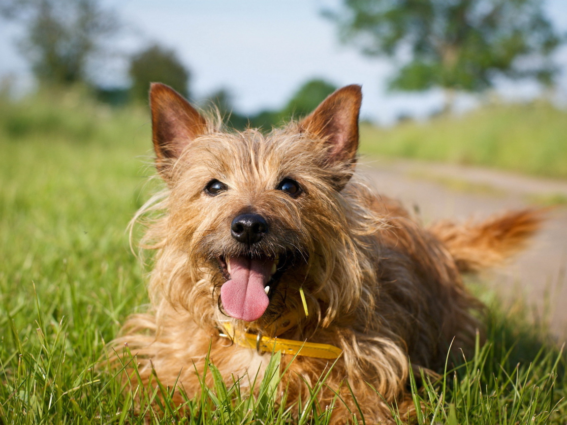 Счастливый австралийский терьер на траве