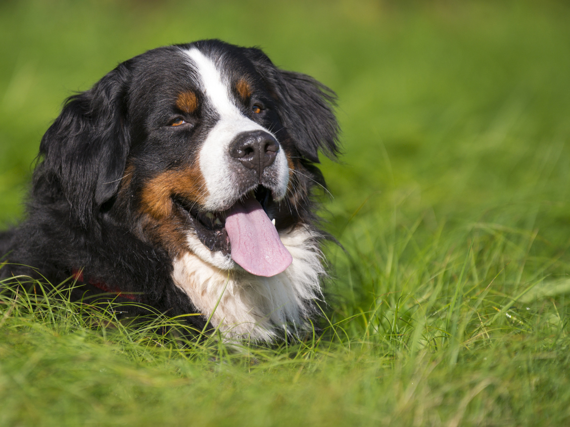 Счастливая бернская пастушья собака лежит в траве