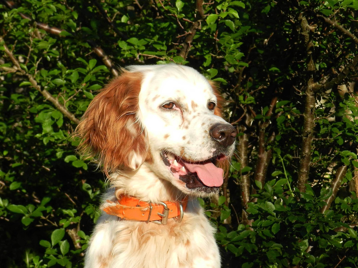 Счастливый английский сеттер