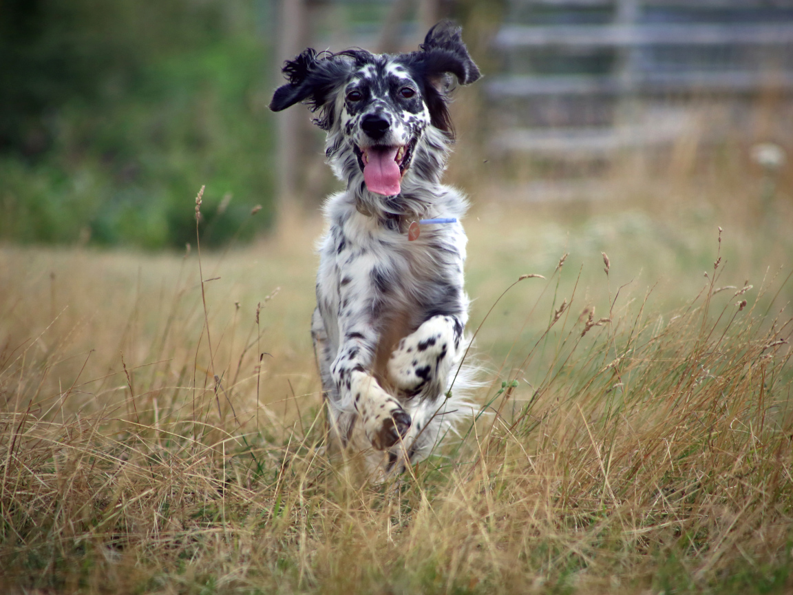 Счастливый английский сеттер бежит по полю