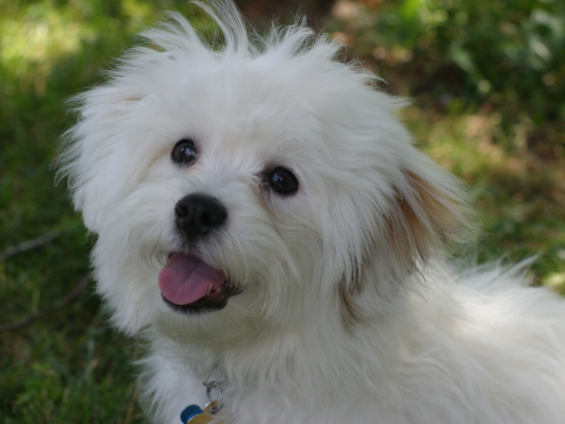 Счастливая собака породы бишон-фриз просит лакомство