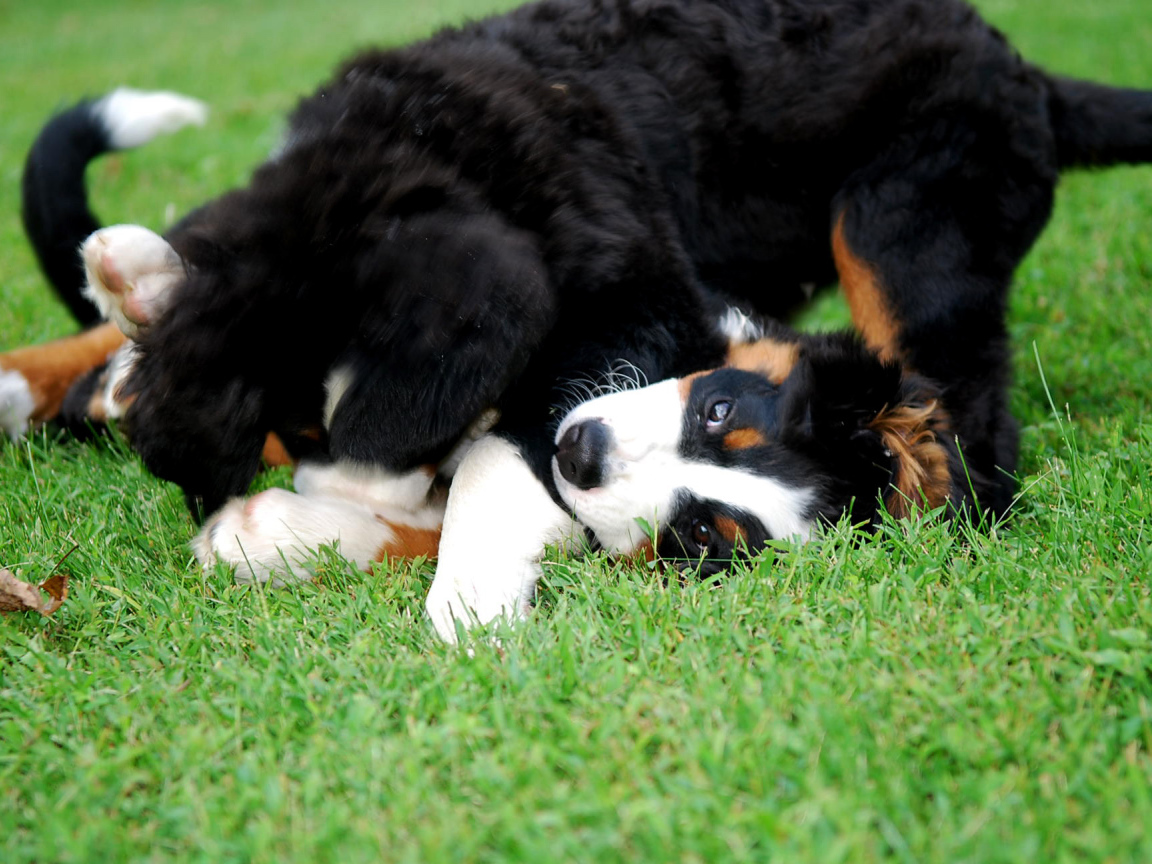 Happy puppies Bernese Mountain dogs playing on the lawn