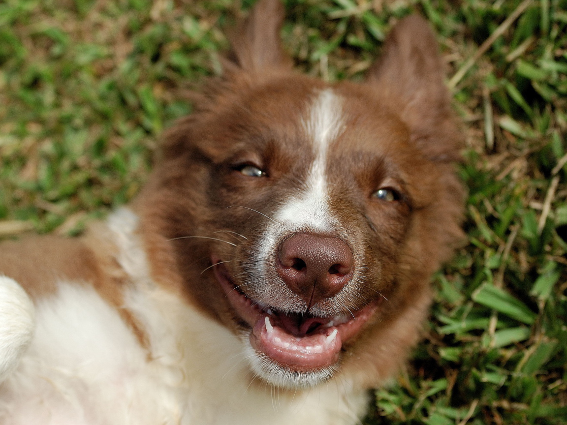 Счастливая рыжая бордер-колли