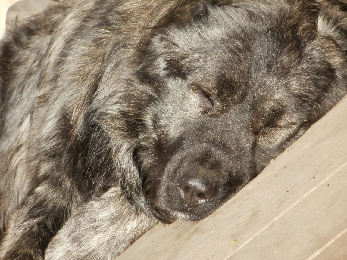 Огромная Кавказская овчарка спит