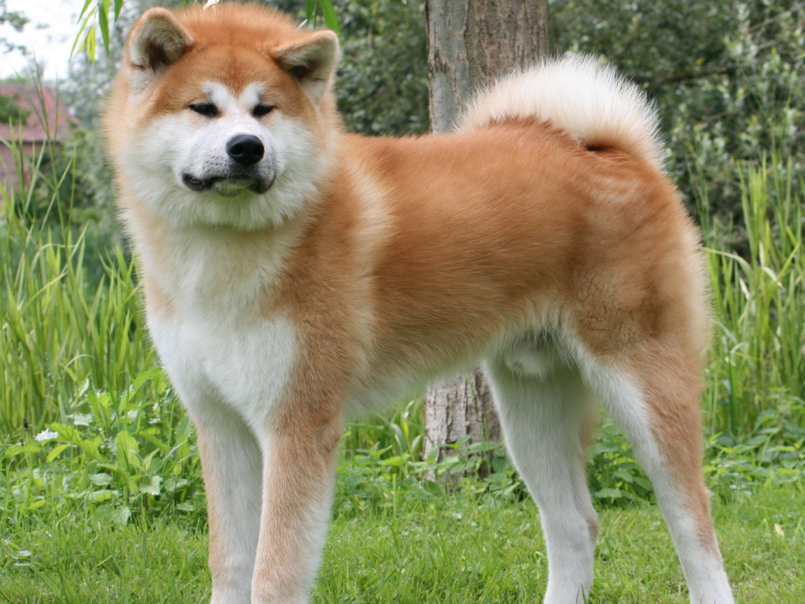 Огромная Кавказская овчарка