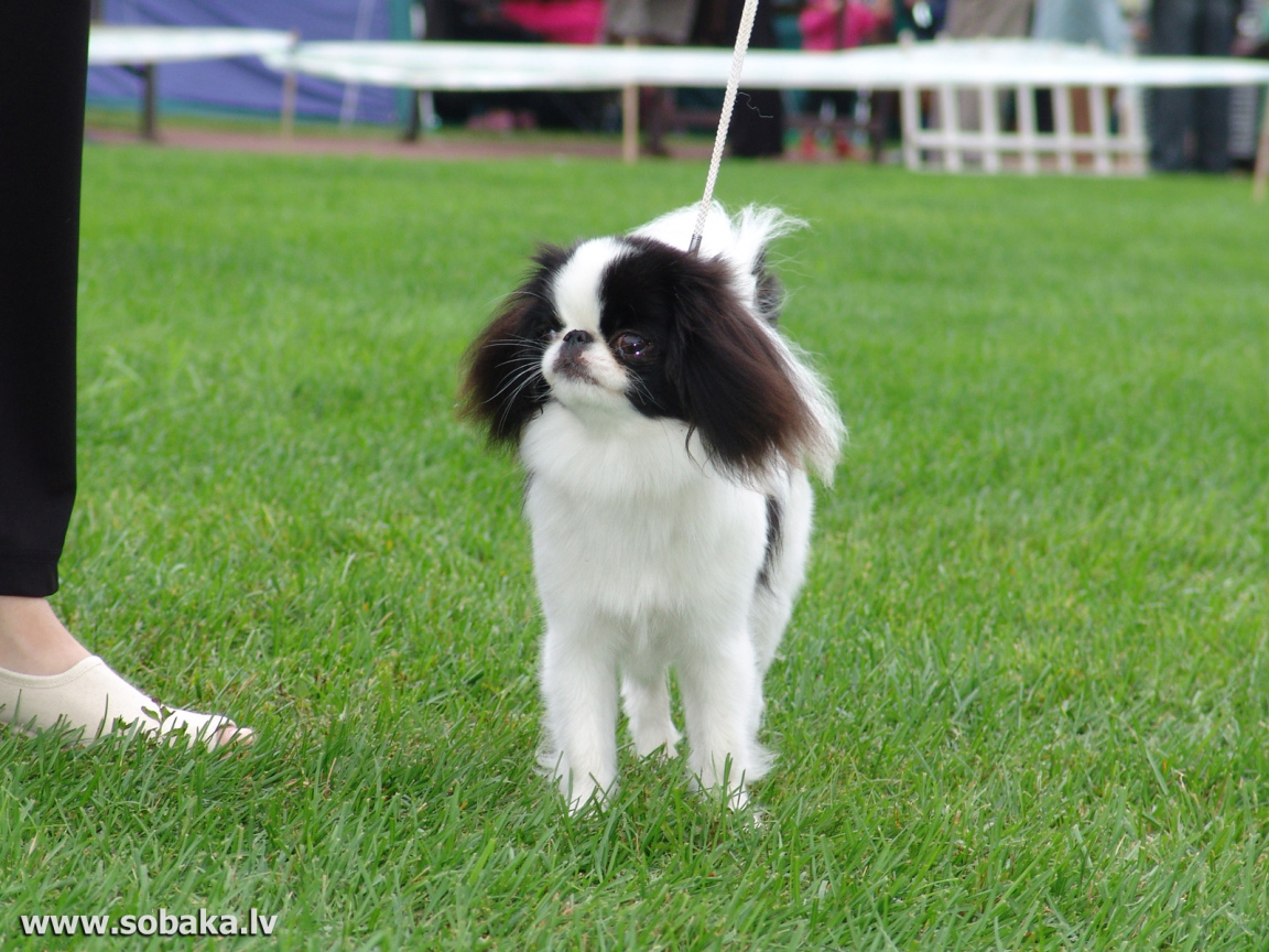 Японский хин на собачьей выставке