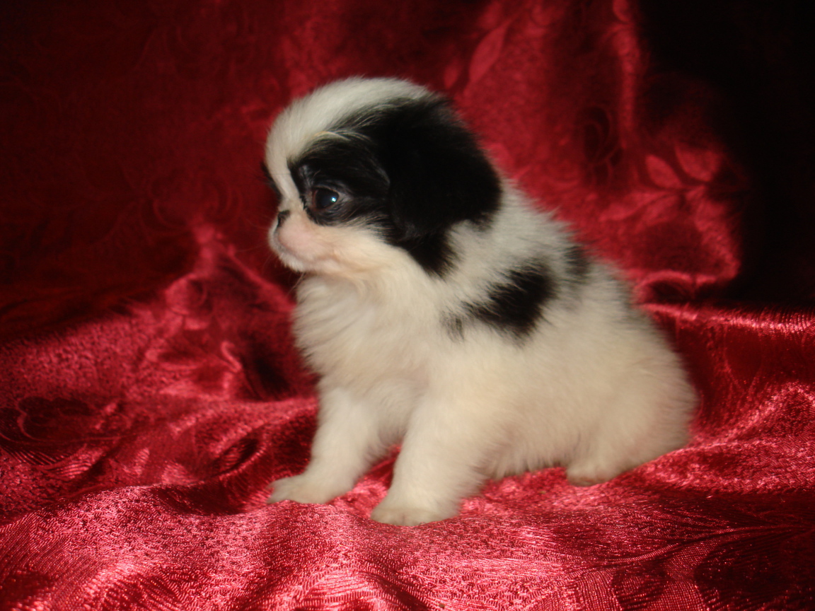 Щенок японского хина